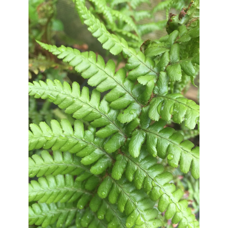 Dryopteris affinis|2 Litre