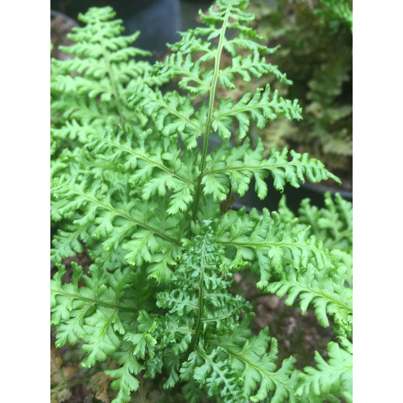 Dryopteris dilatata Crispa Whiteside