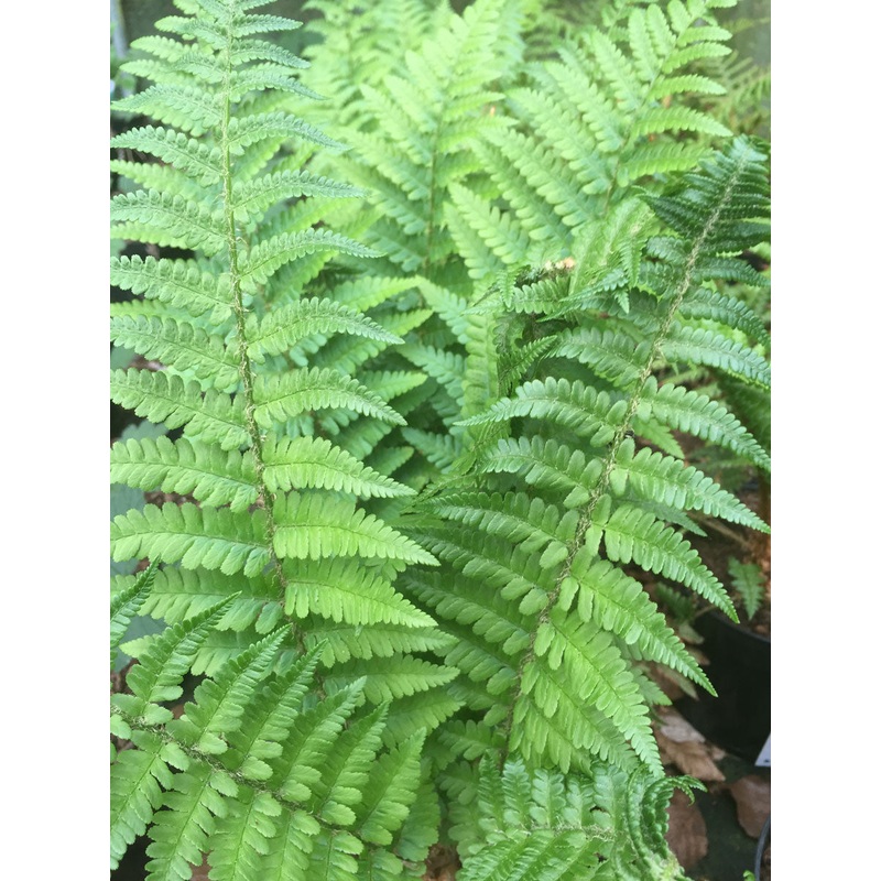 Dryopteris felix mas AGM|2 Litre