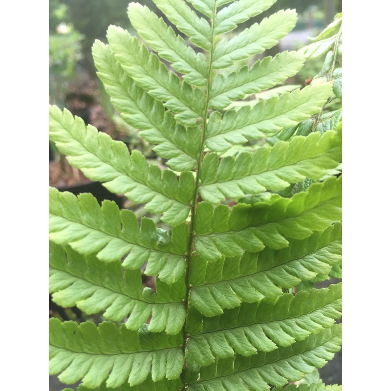 Dryopteris wallichiana – AGM|9cm|2 Litre