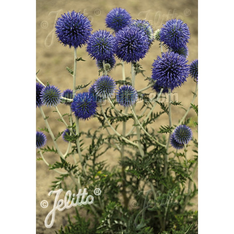 Echinops Platinum Blue|2 Litre