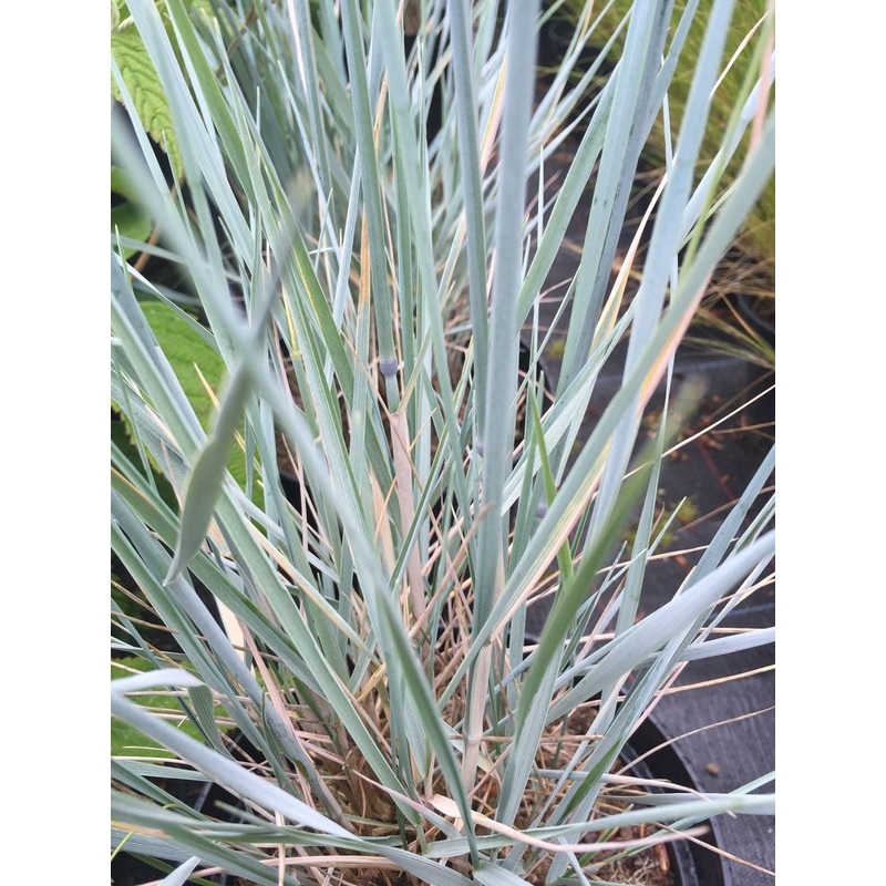 Elymus magellanicus|2 Litre