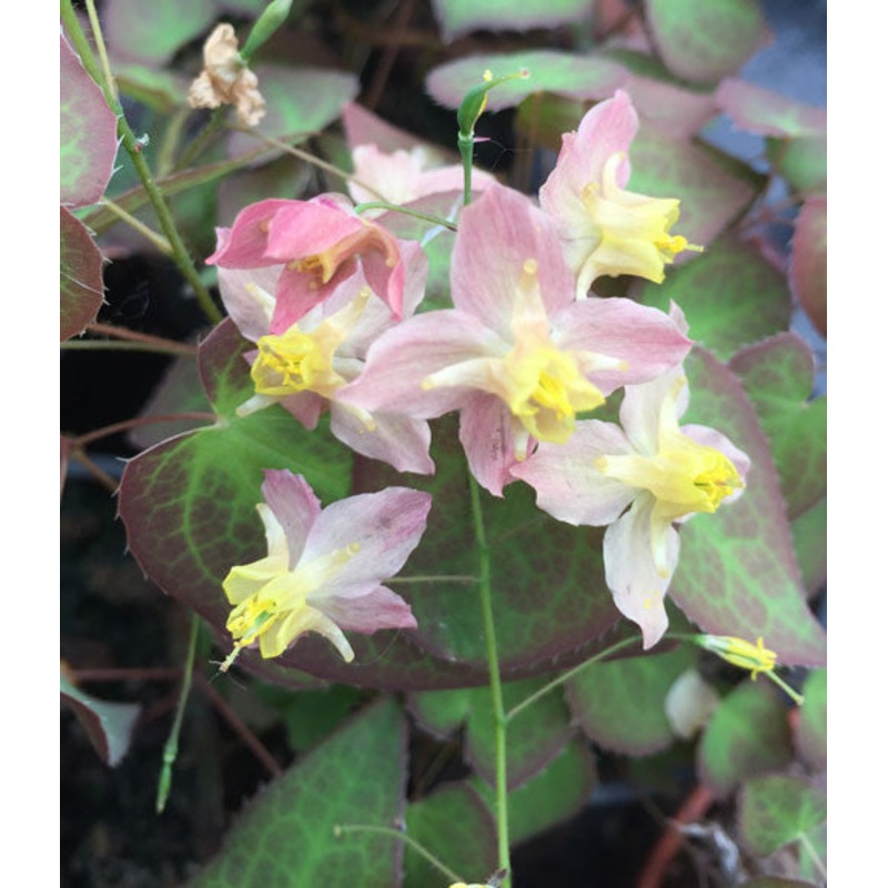 Epimedium  youngianum ‘Roseum’
