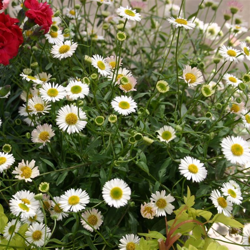 Erigeron karv. Sea of Blossom|9cm|2Litre