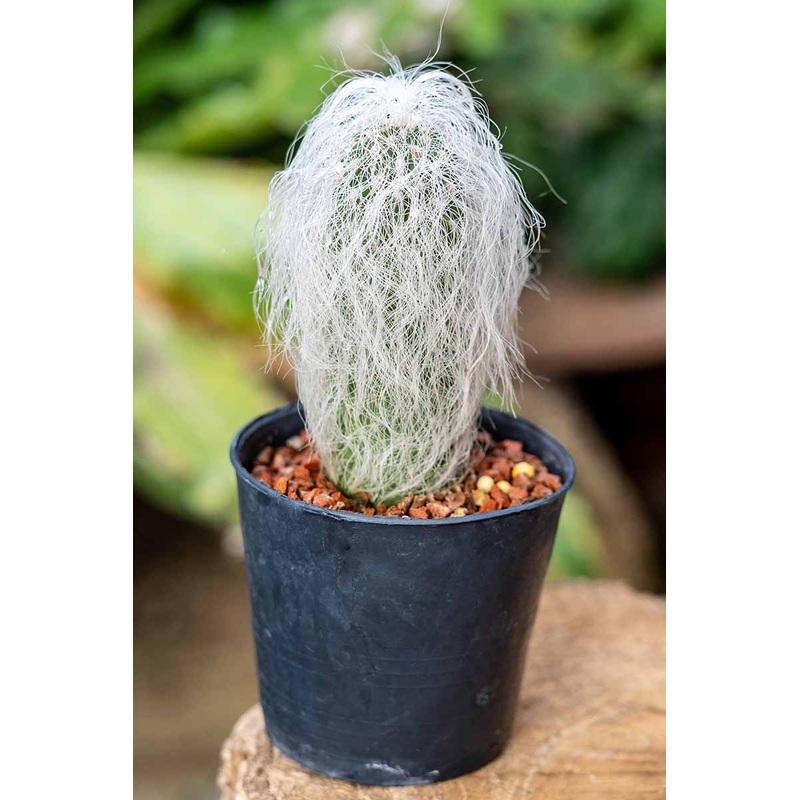 Espostoa lanata ‘Old Man Cactus’