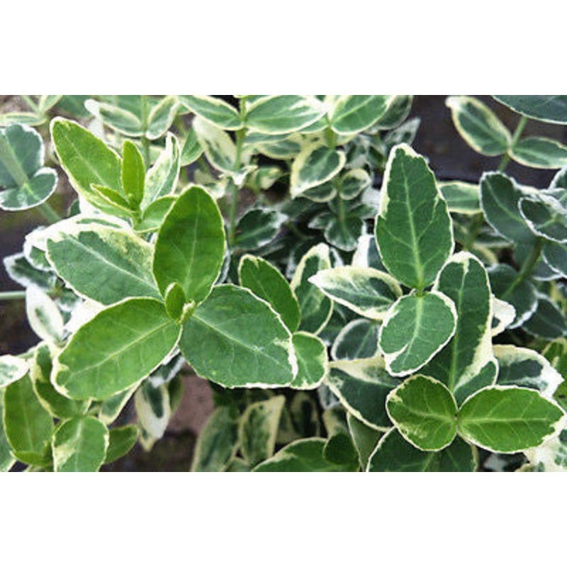 Euonymus Emerald Gaiety