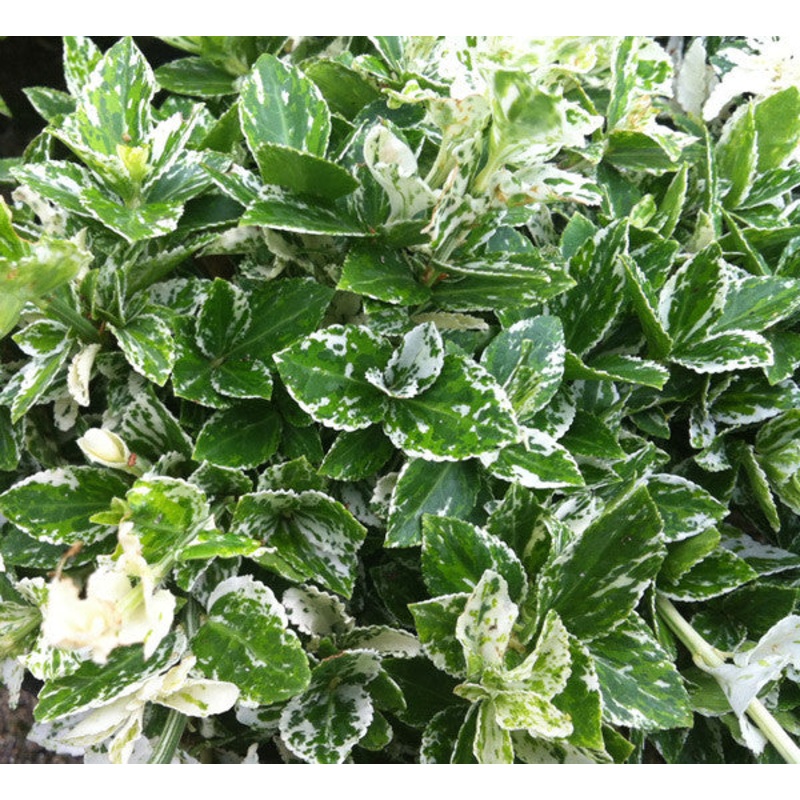 Euonymus Harlequin
