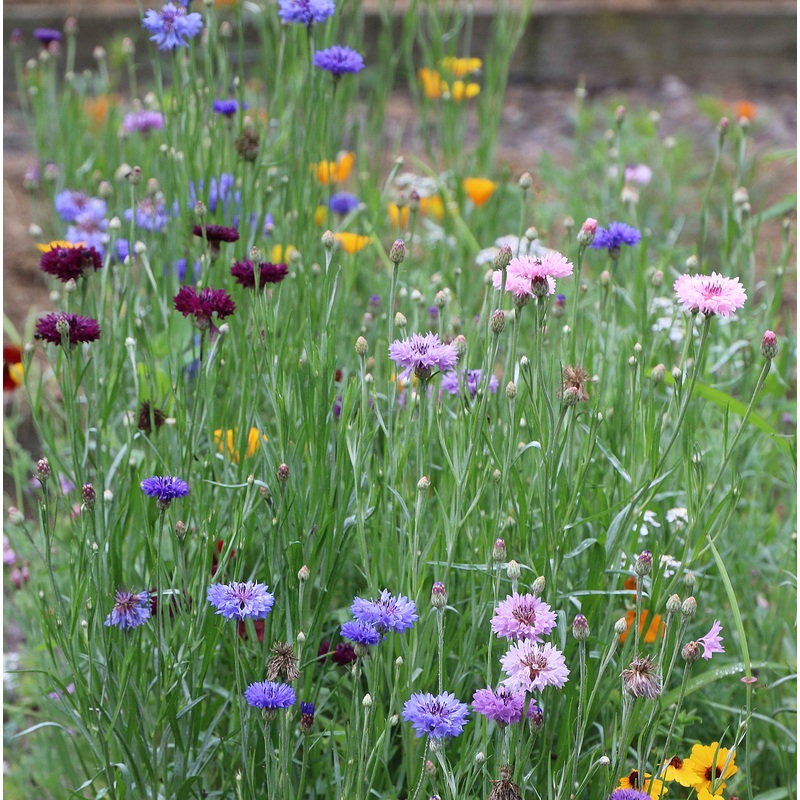 Flower, Bird and Butterfly Mixed Seeds