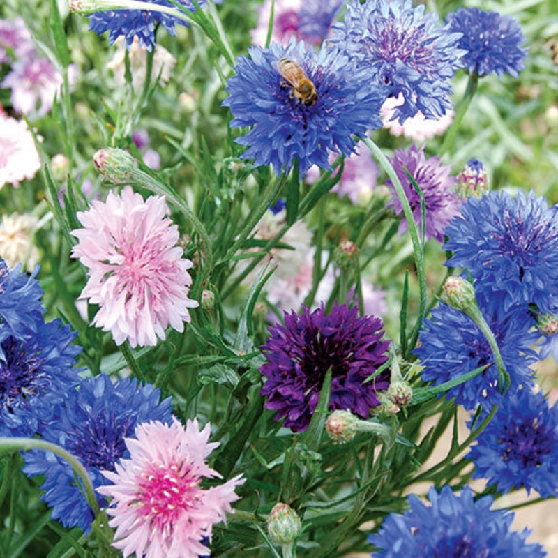 Flower, Mixed Bachelor’s Buttons Seeds