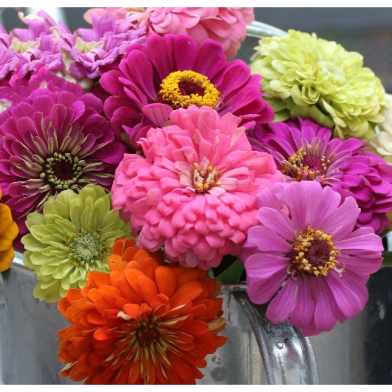 Flower, SSE Zinnia Mix Seed