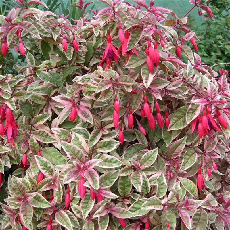 Fuchsia Sunray|9CM|2 LITRE