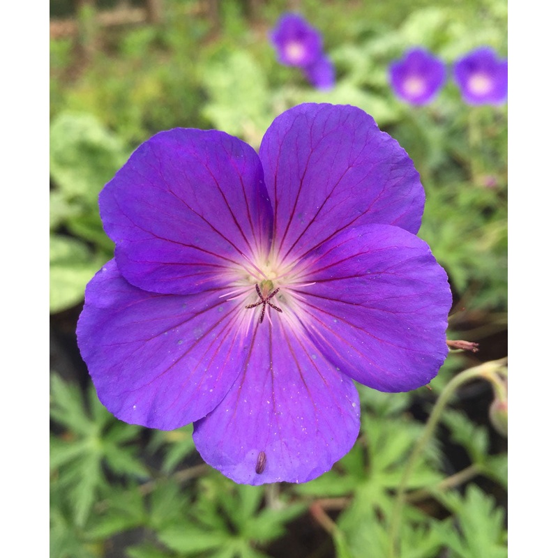 Geranium bohemicum Brookside – AGM