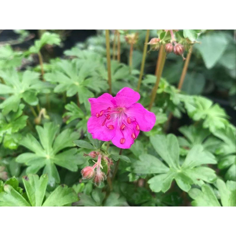Geranium cantabrigiense ‘Westray’