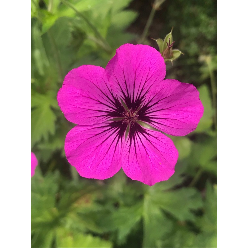 Geranium psilostemon Patricia AGM