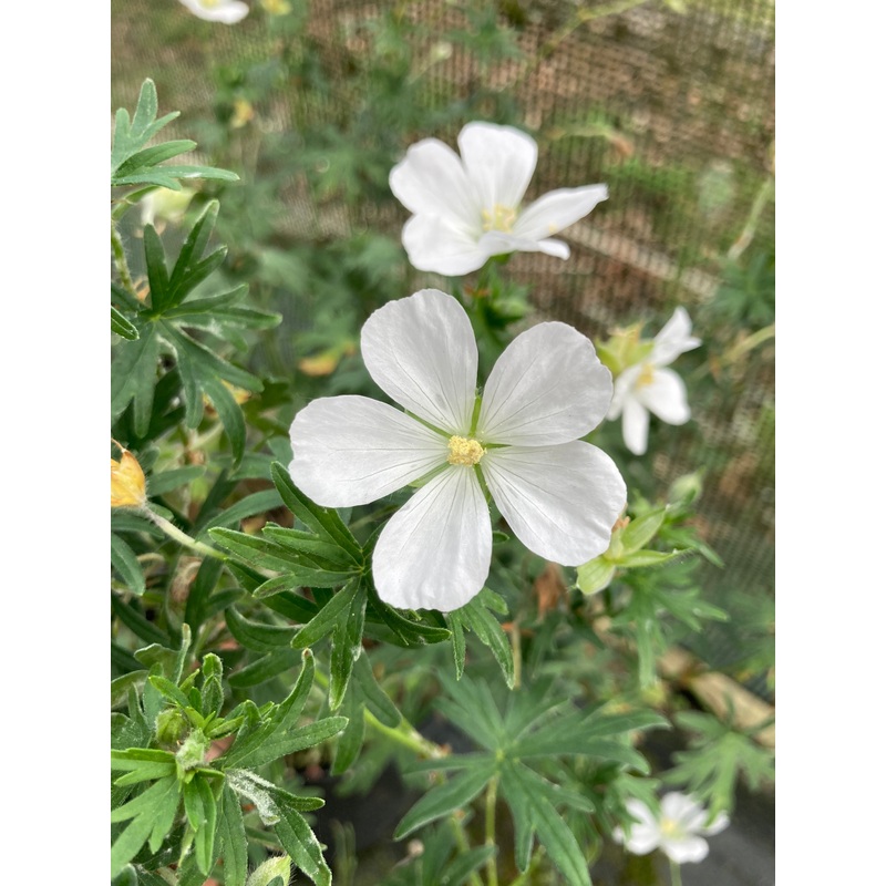 Geranium sanguinium Album AGM|2 Litre