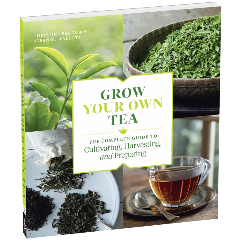 Grow Your Own Tea