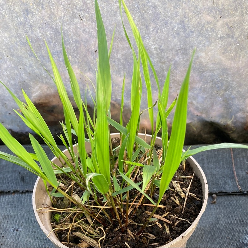Hakonechloa macra AGM|9cm|2 Litre
