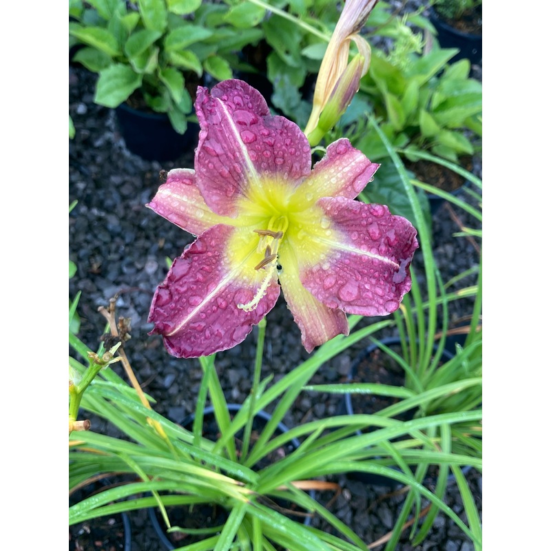 Hemerocallis Blue Sheen (Day Lily)