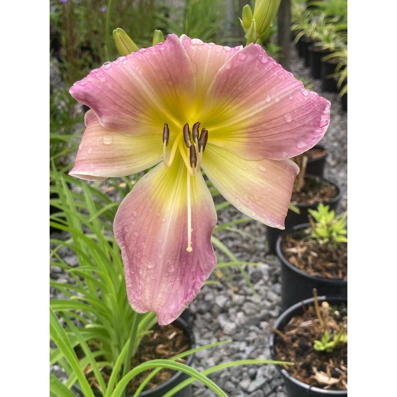 Hemerocallis Catherine Woodbery (Daylily)