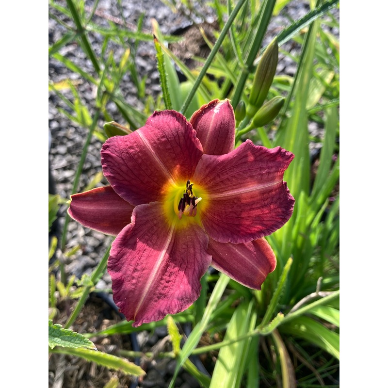 Hemerocallis Summerwine (Day Lilly)