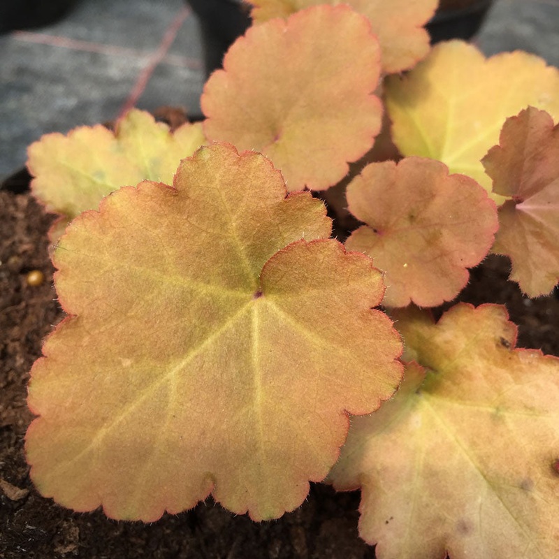 Heuchera Creme Brule