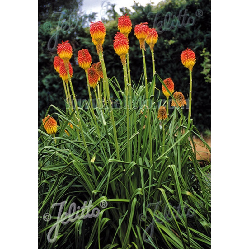 Kniphofia rooperi – AGM|9cm|2 Litre