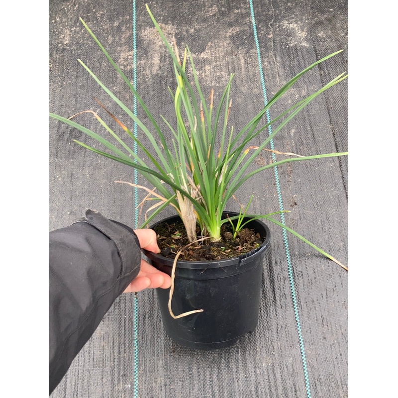 Kniphofia Traffic Lights|9cm|2 Litre