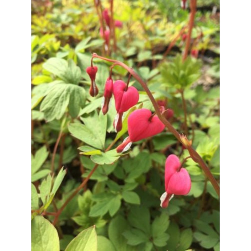 Lamprocapnos (Dicentra) spectabilis (Bleeding Heart) – AGM