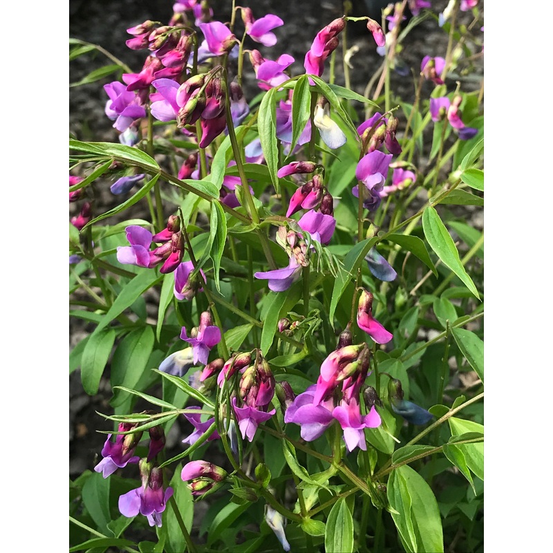 Lathyrus vernus Rainbow|9cm|2 Litre
