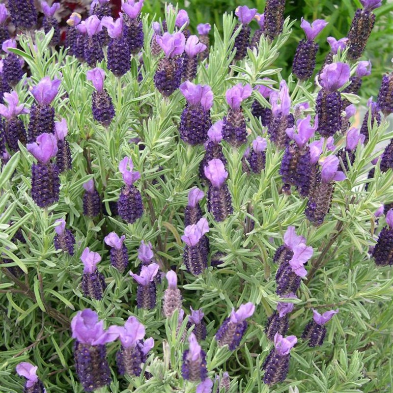 Lavandula Devon Compact|9cm|2 Litre|3x 3cm Plug Plants