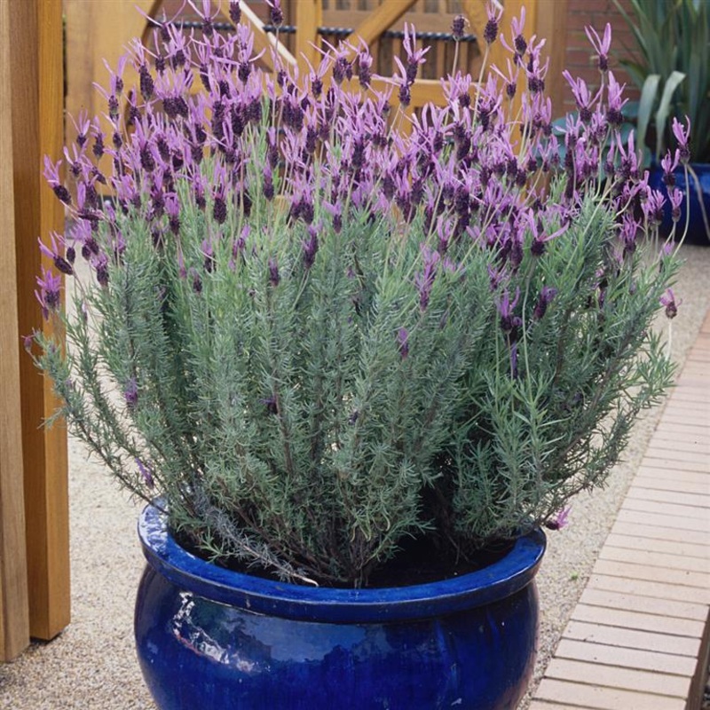 Lavandula st. Papillion|9CM|2 LITRE