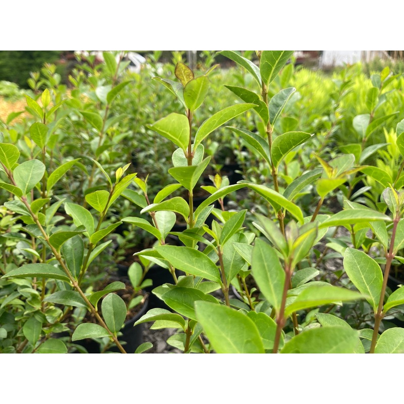 Ligustrum ovalifolium|9cm|2 Litre