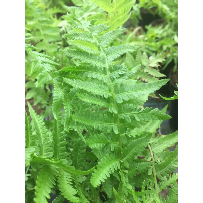 Matteuccia struthiopteris AGM|2 Litre