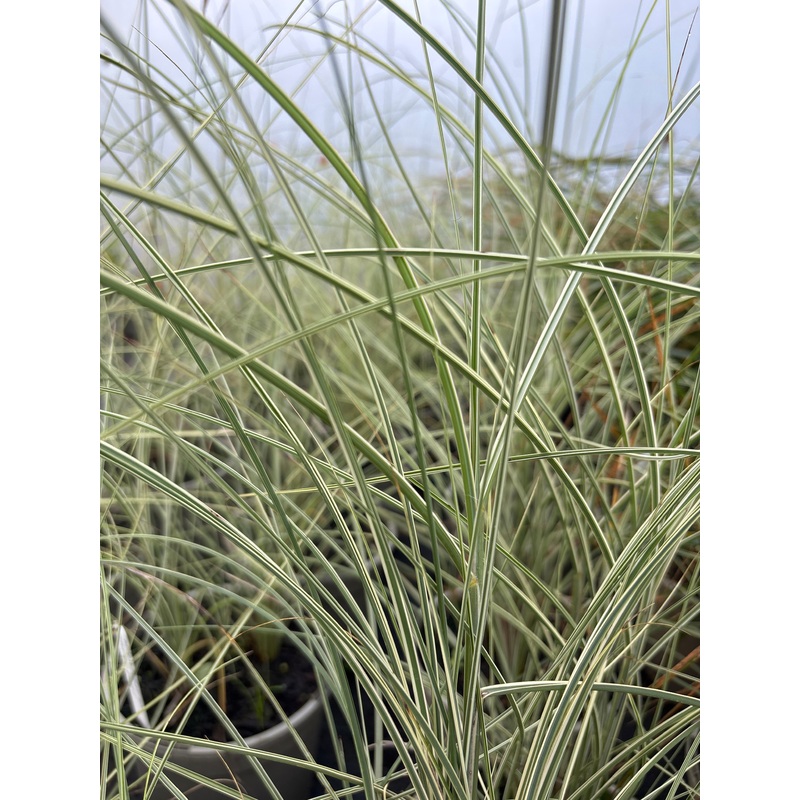 Miscanthus Morning Light|9CM|2 LITRE
