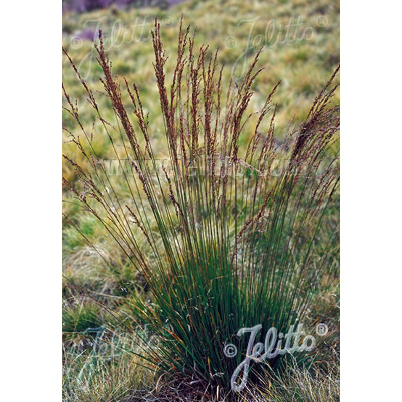 MOLINIA caerulea ssp. caerulea ‘Variegata’ AGM