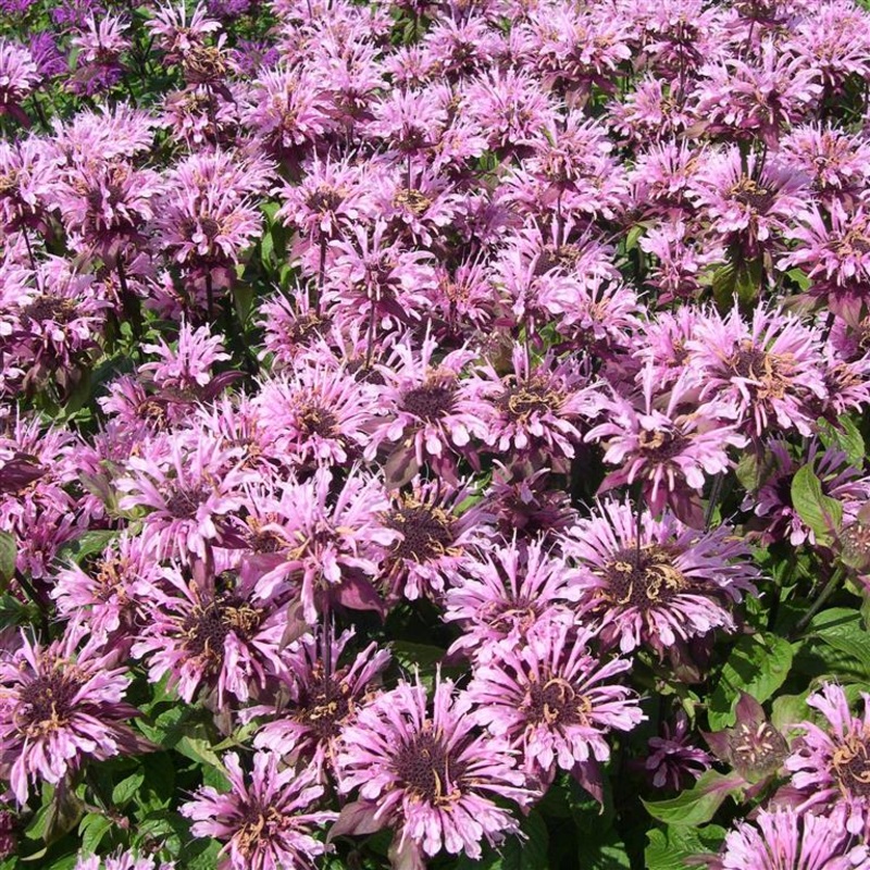 Monarda Croftway Pink|9cm|2 Litre|3x 3cm Plug Plants
