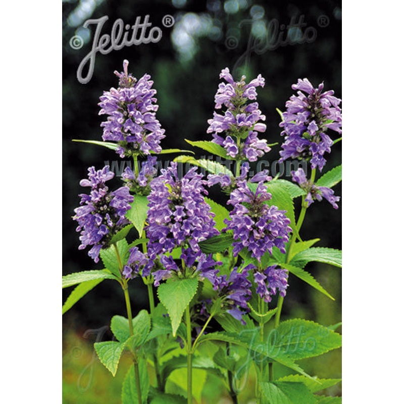 Nepeta subsessilis Blue Dreams