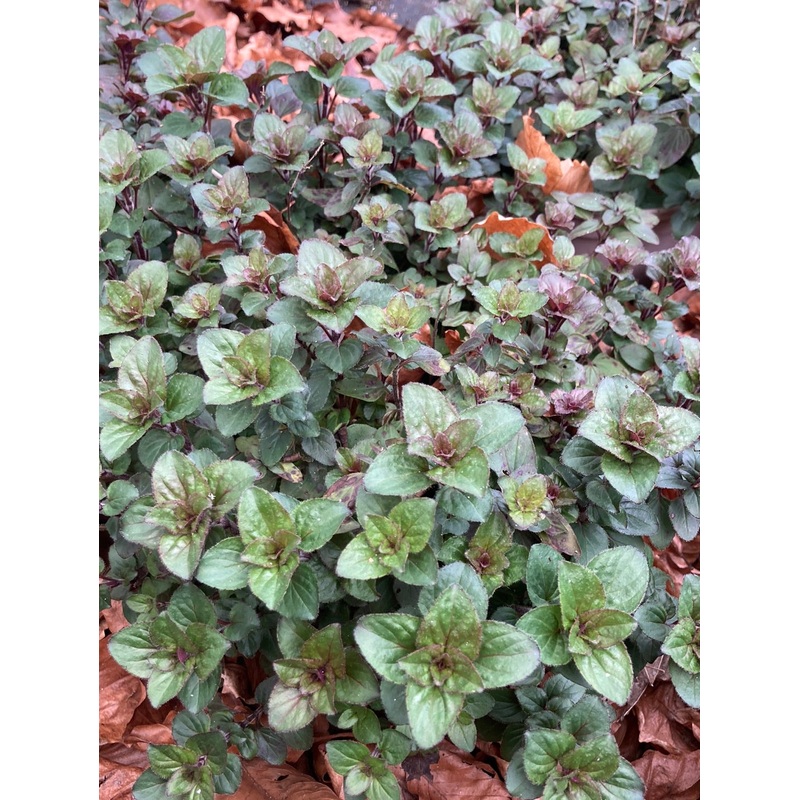 Origanum laevigatum Herrenhausen AGM