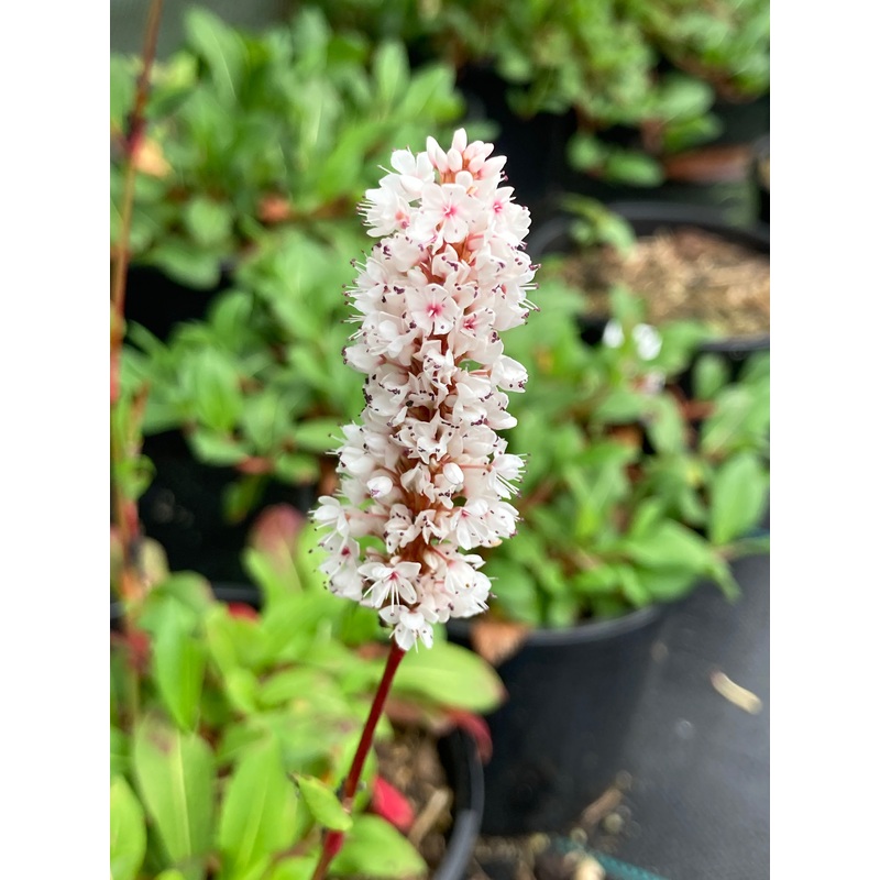 Persicaria Donald Lowndes