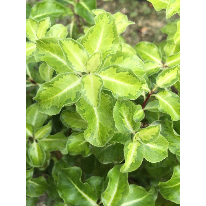 Pittosporum Goldstar|9CM|2 Litre