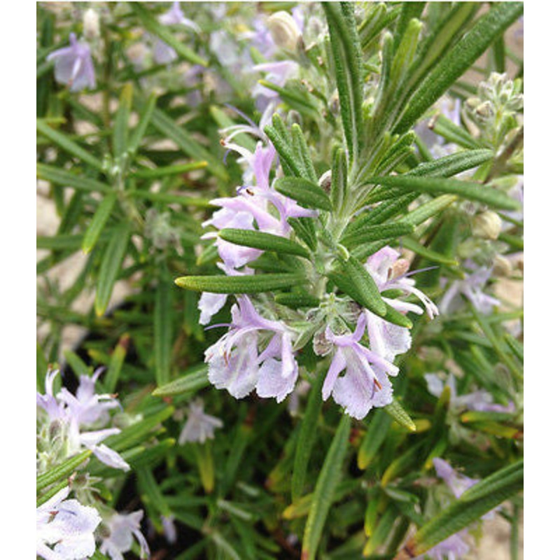 Rosmarinus officinalis – AGM|9cm|2 Litre