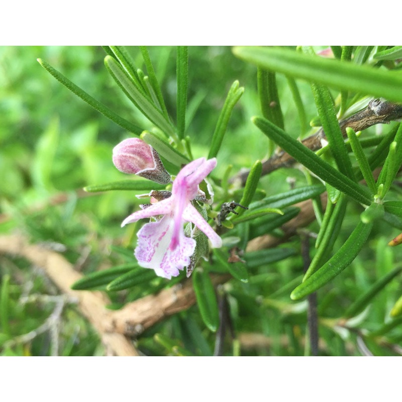 Rosmarinus officinalis Roseus