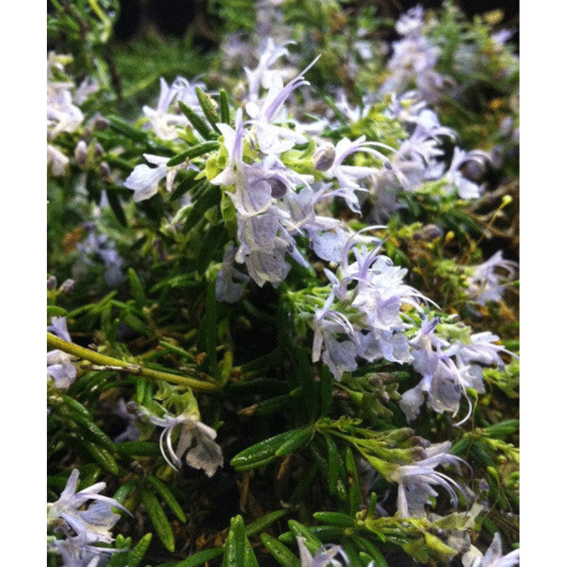 Rosmarinus officinalis Severn Sea – AGM