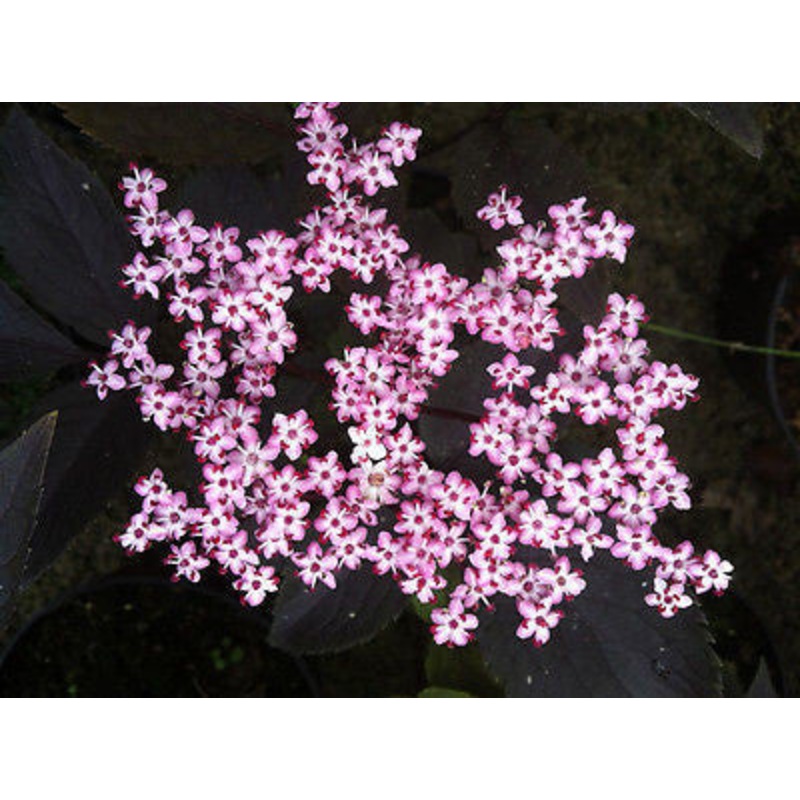 Sambucus Black Beauty AGM|2 Litre