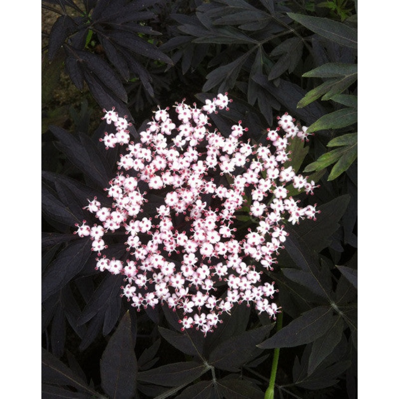 Sambucus Black Lace – AGM|2 Litre