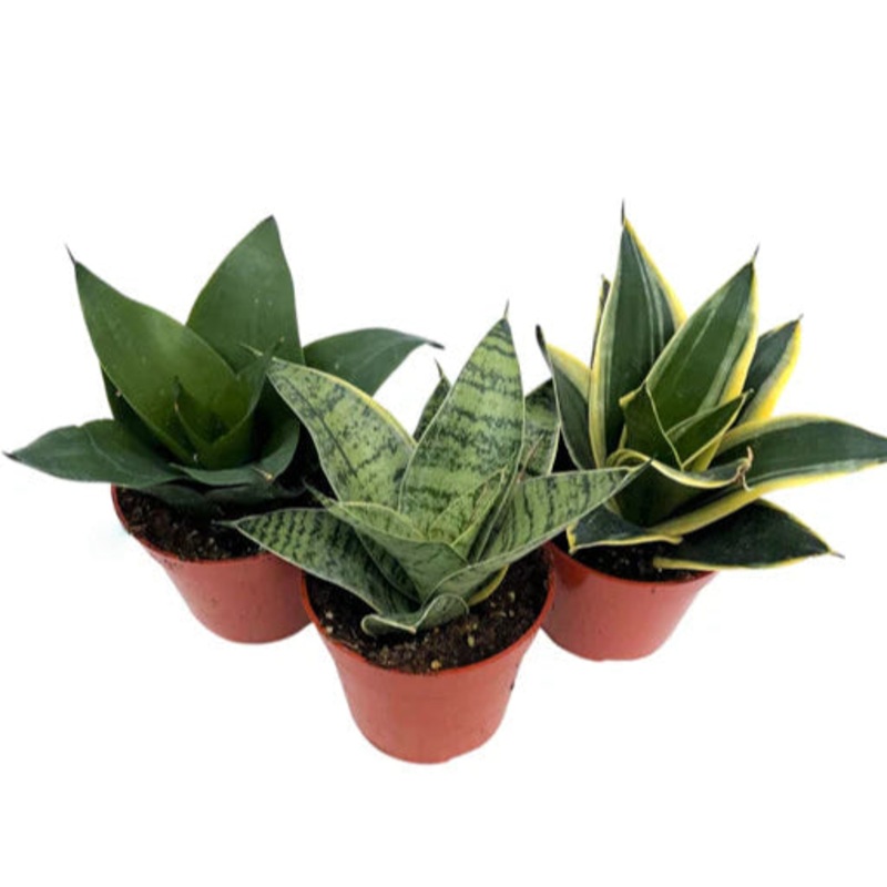 Sansevieria ‘Hahnii Varieties’