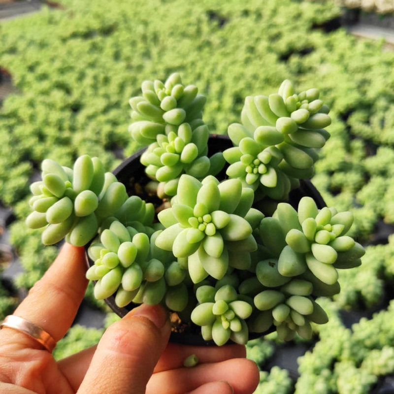 Sedum  ‘Burrito’s Tail’|6″ Hanging Basket|3 Pot