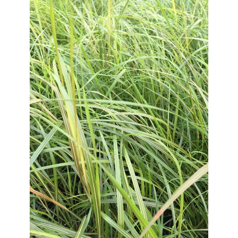 Stipa arundinacea (Anemanthele lessoniana) – AGM