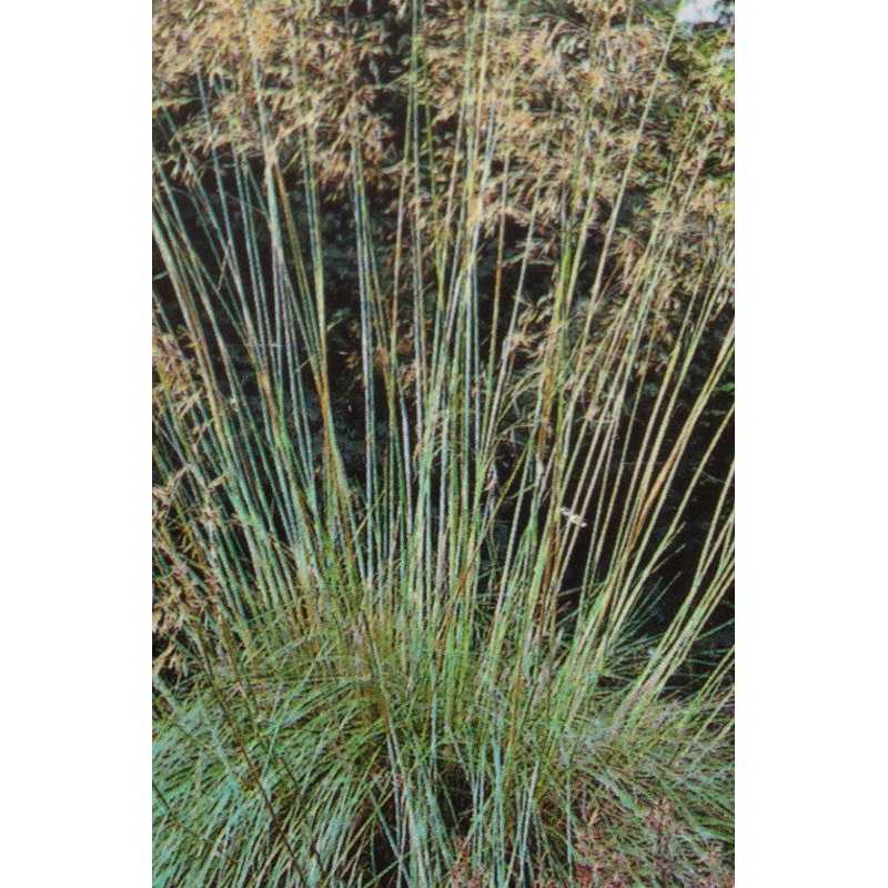 Stipa gigantea AGM|2 Litre