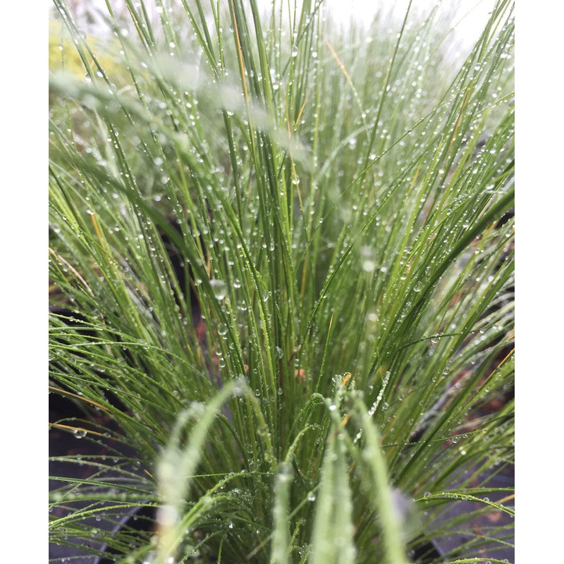 Stipa tenuissima – AGM|9CM|2LITRE